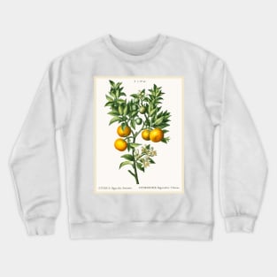 Bitter Sweet Oranges on a Branch Crewneck Sweatshirt